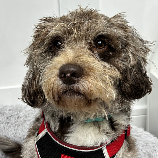 Cookie the therapy dog at Wirral Rise